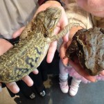 お客様とフトアゴとガマガエル (2)