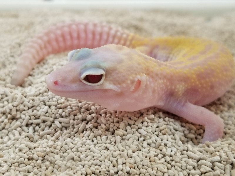 爬虫類カフェ ROCK STAR | 【sold out】ヒョウモントカゲモドキ スノー