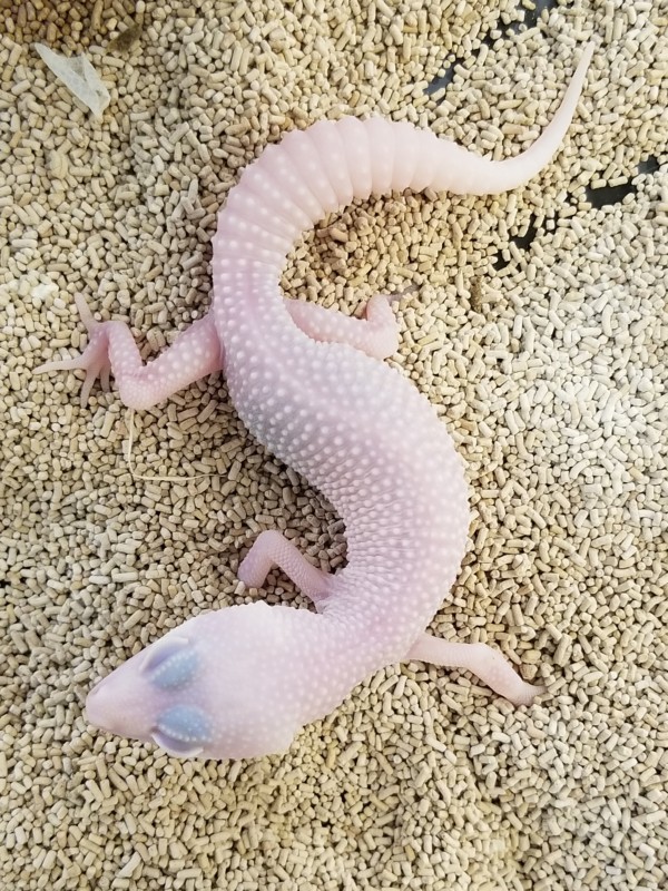 爬虫類カフェ ROCK STAR | 【sold out】ヒョウモントカゲモドキ スノー