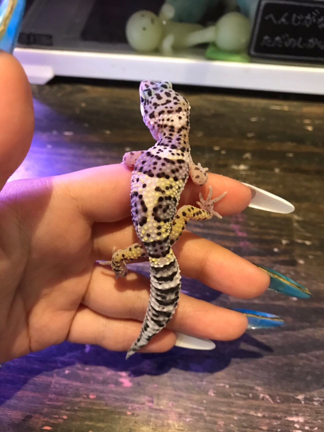 爬虫類カフェ Rock Star Sold Out ヒョウモントカゲモドキ ハイイエロー